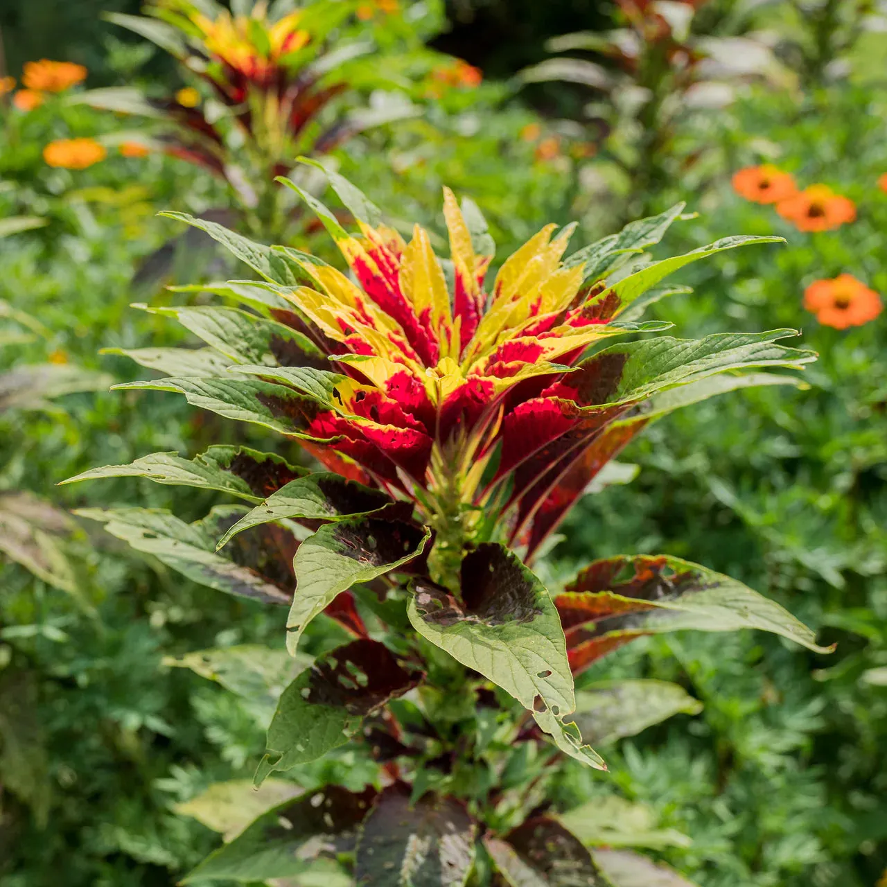 Joseph's Coat Seeds (Amaranthus tricolor)