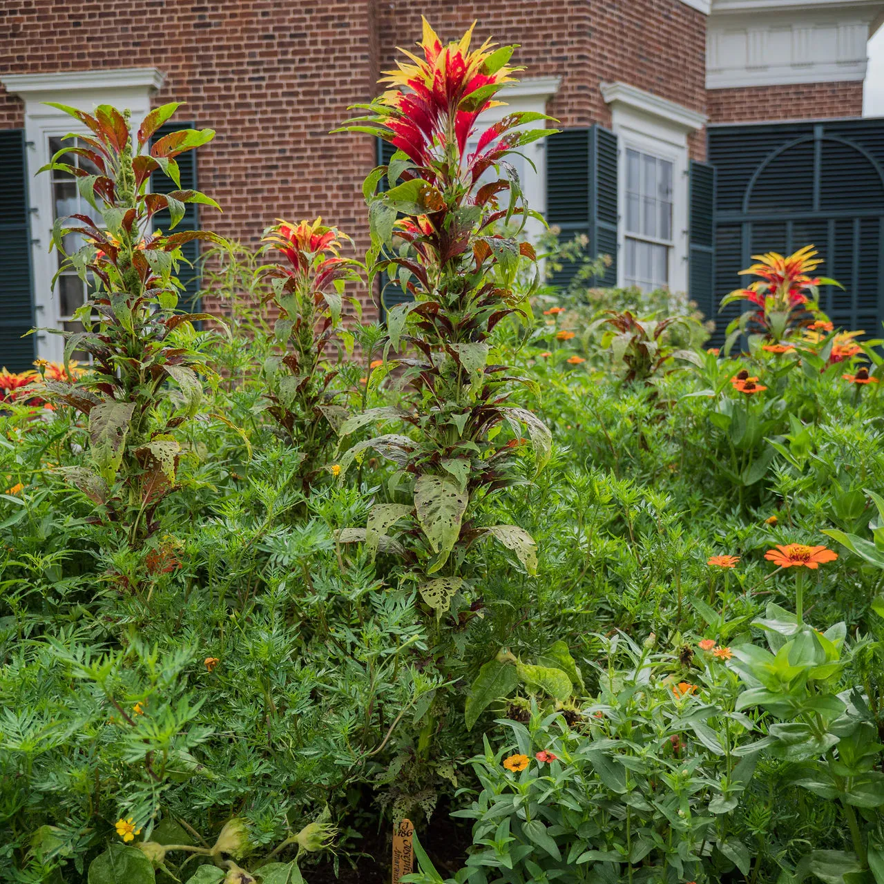 Joseph's Coat Seeds (Amaranthus tricolor)