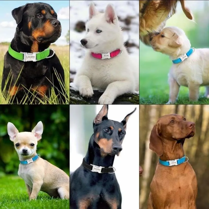 Personalized Dog Collar Just For You